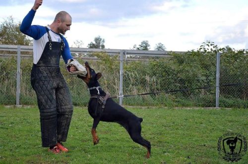 obrona-sportowa-Amigo
