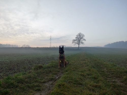 IMG20241228154029